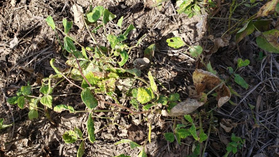 Feijão: mosca-branca causa prejuízos em Prudentópolis