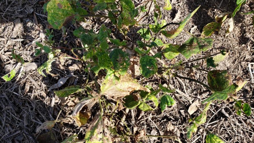 Feijão: mosca-branca causa prejuízos em Prudentópolis