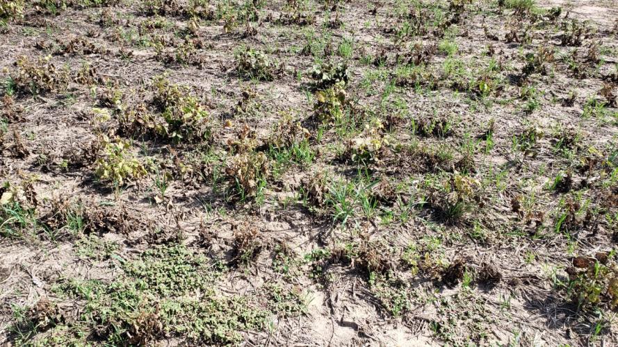 Feijão: mosca-branca causa prejuízos em Prudentópolis