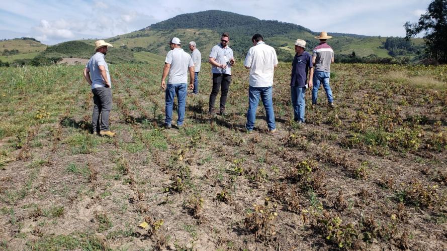 Feijão: mosca-branca causa prejuízos em Prudentópolis