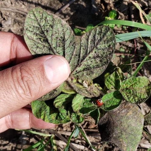 Feijão: mosca-branca causa prejuízos em Prudentópolis