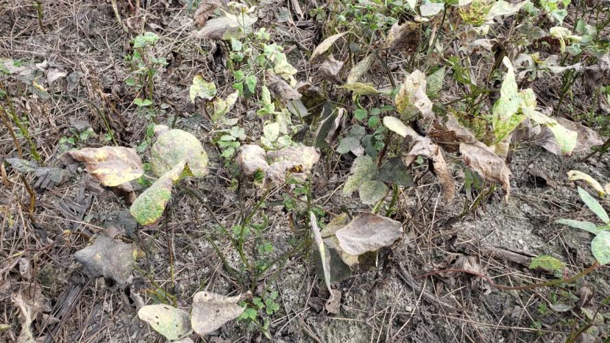 Feijão: mosca-branca causa prejuízos em Prudentópolis