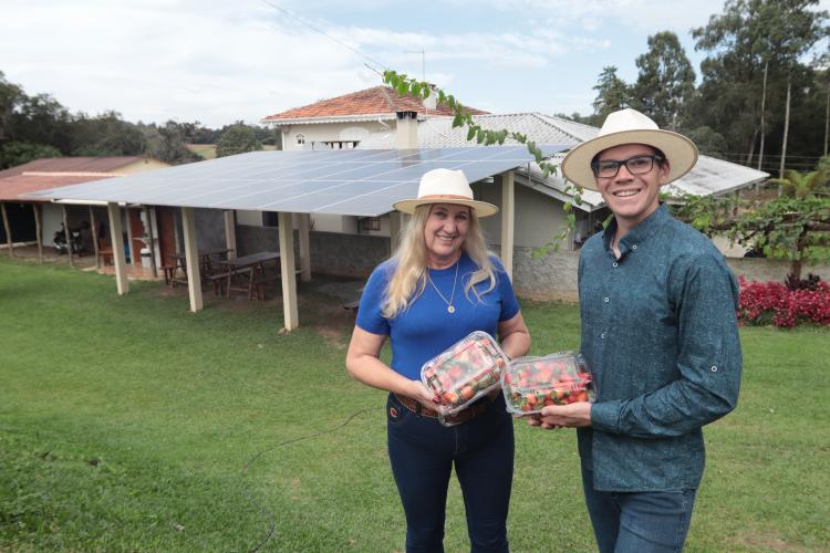 Produtora de morangos de Araucária investe em energia limpa e amplia negócios