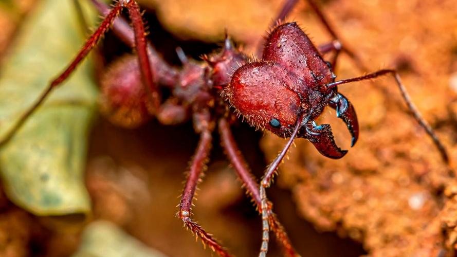 Formiga Cortadeira