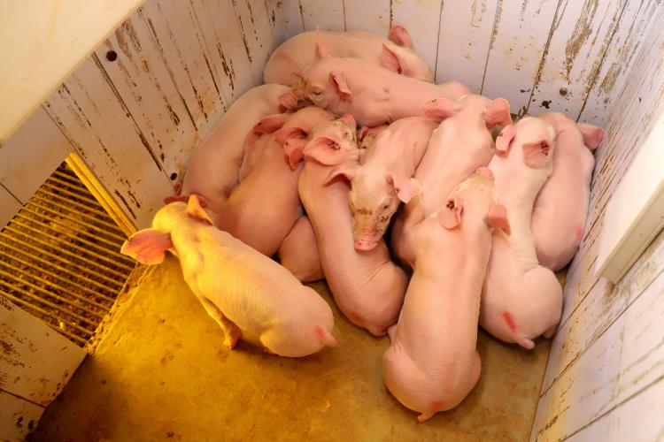 VBP 2023: confira as cidades campeãs de 22 culturas do agronegócio paranaense