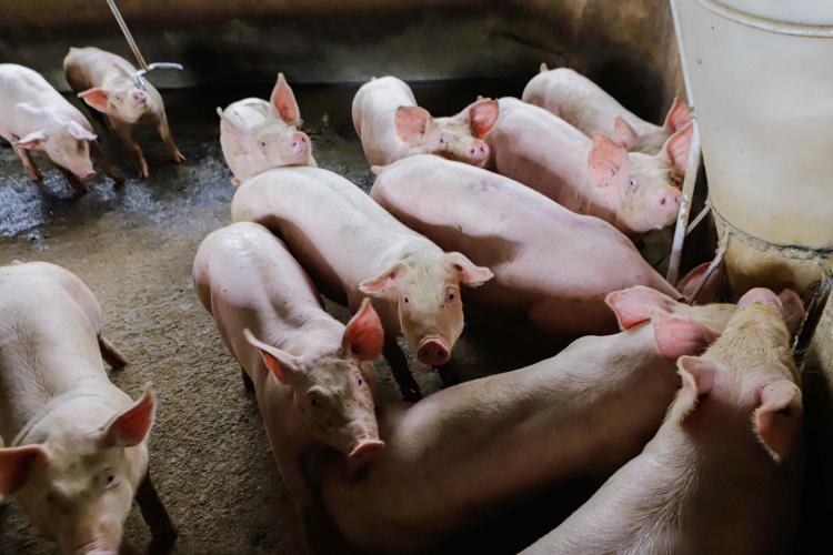 Vizinhos compartilham biodigestor para produzir energia limpa da suinocultura