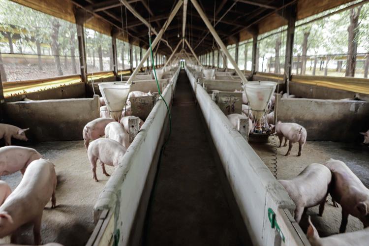 Vizinhos compartilham biodigestor para produzir energia limpa da suinocultura