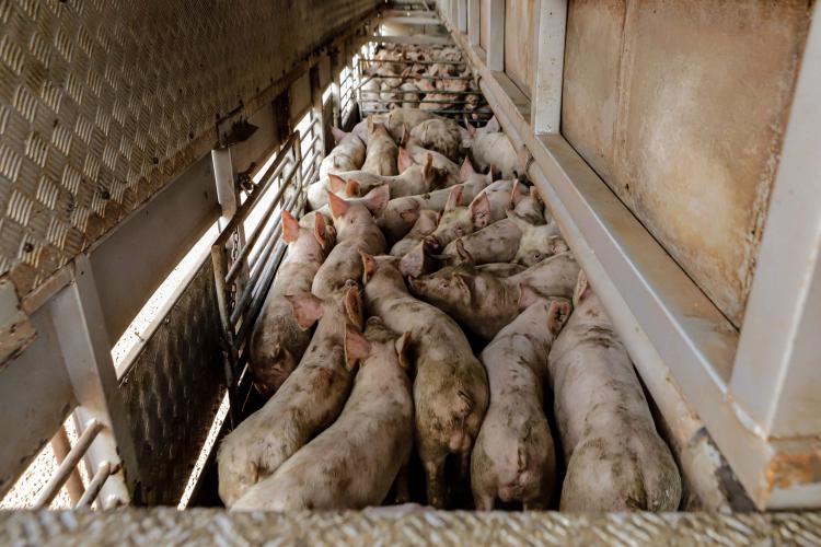 Com apoio do Estado, suinocultor instala biodigestor para produzir sustentavelmente