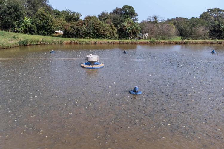 RenovaPR: com energia solar, família de piscicultores reduz custo e aumenta produção