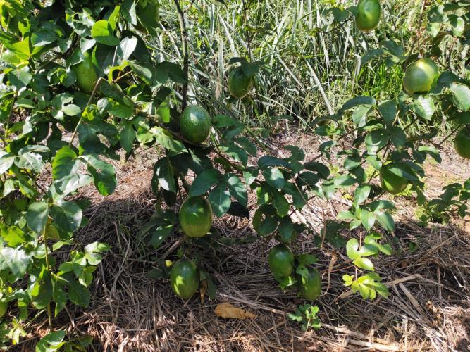 IDR-Paraná dá assistência a quilombolas em Adrianópolis