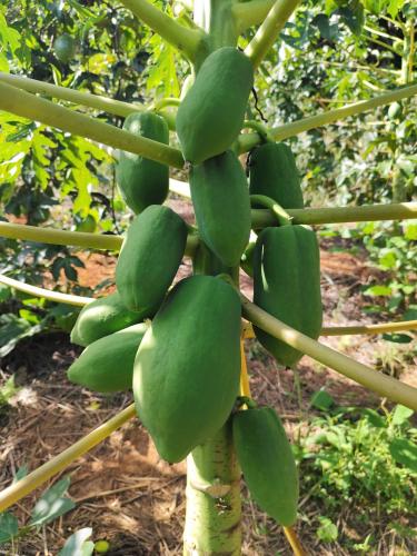 IDR-Paraná dá assistência a quilombolas em Adrianópolis