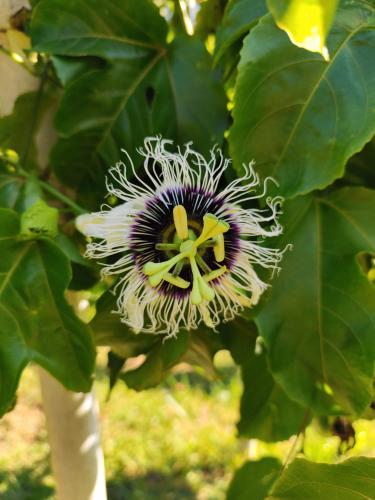 IDR-Paraná dá assistência a quilombolas em Adrianópolis