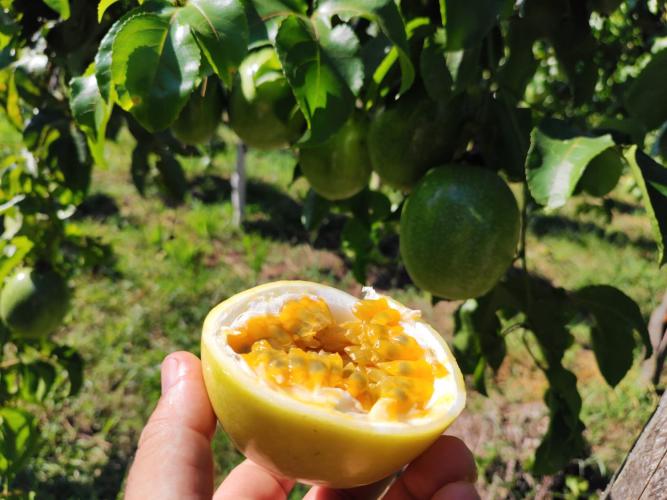 IDR-Paraná dá assistência a quilombolas em Adrianópolis