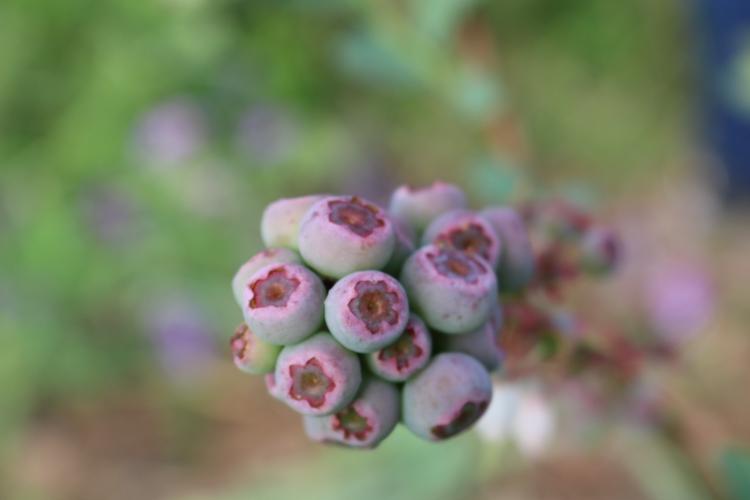 Curso ensina manejo de fruticultura de clima temperado
