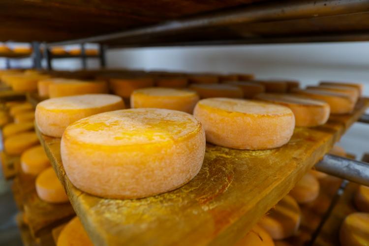 Industrialização e tecnologia no campo impulsionam a cadeia do leite no Paraná