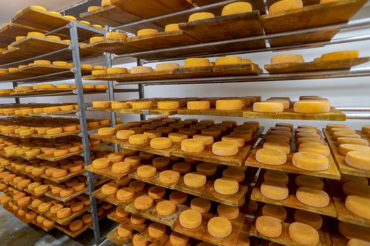 Industrialização e tecnologia no campo impulsionam a cadeia do leite no Paraná