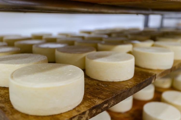 Industrialização e tecnologia no campo impulsionam a cadeia do leite no Paraná