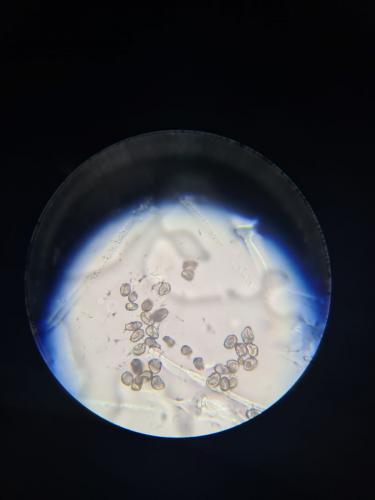 Alerta Ferrugem já está monitorando a  ferrugem-asiática nas lavouras de soja do Paraná