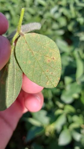 Alerta Ferrugem já está monitorando a  ferrugem-asiática nas lavouras de soja do Paraná