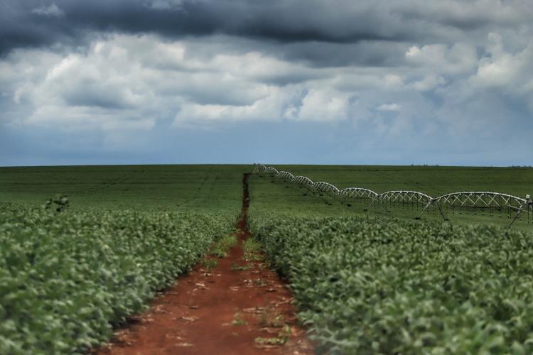 Safra 2024/2025: plantio de soja chega a 74% e do milho a 97% no Paraná