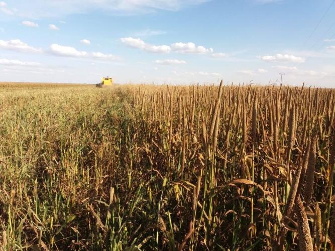 Boletim Agrometeorologico