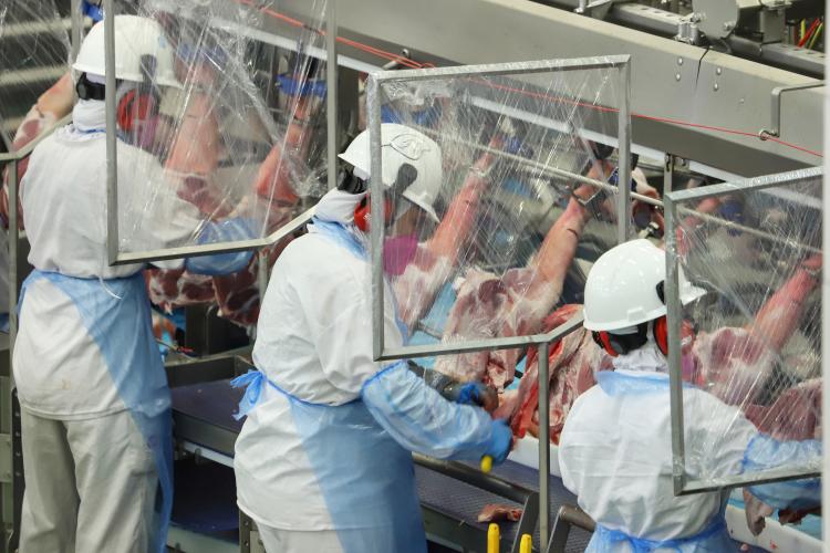 Indústrias de suínos do Paraná geraram mais de 4 mil novos empregos no ano passado