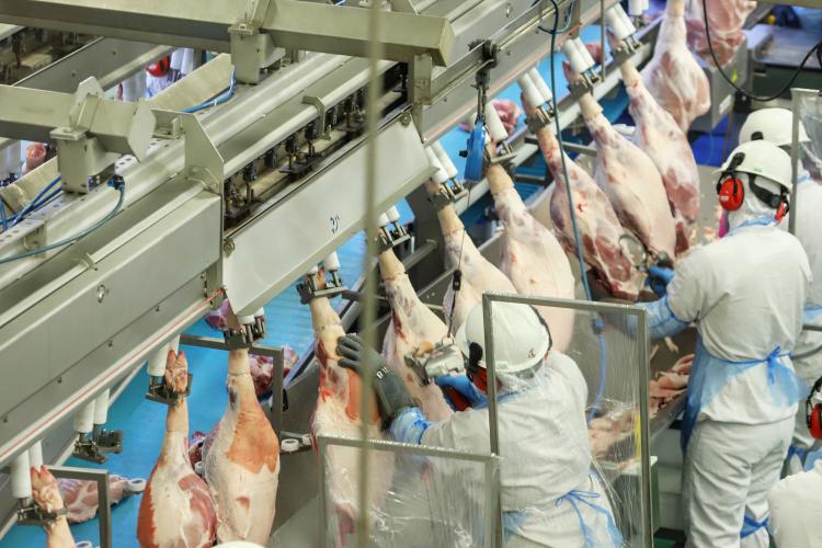 Indústrias de suínos do Paraná geraram mais de 4 mil novos empregos no ano passado