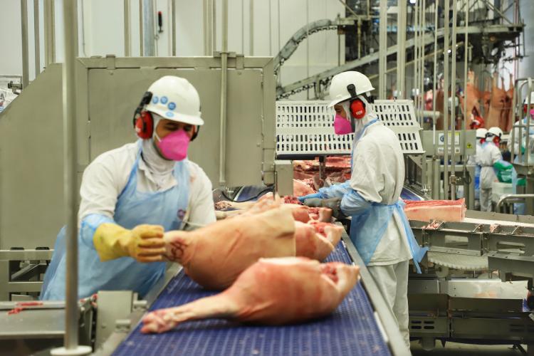 Indústrias de suínos do Paraná geraram mais de 4 mil novos empregos no ano passado