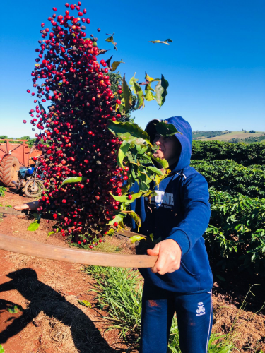 Mulheres do Café: Cupping e Leilão impulsionam cafés especiais no Norte do Paraná