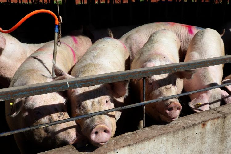 Paraná lidera mercado de frangos no 3º trimestre; cresce a produção de leite, ovos e suínos