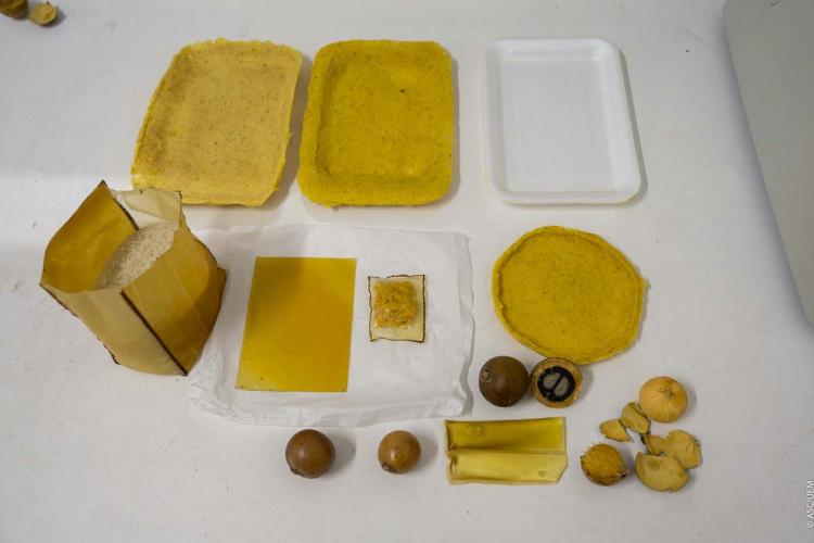 Pesquisadora da UEM transforma macaúba em embalagens biodegradáveis