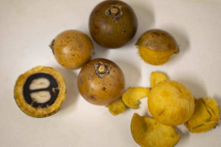 Pesquisadora da UEM transforma macaúba em embalagens biodegradáveis