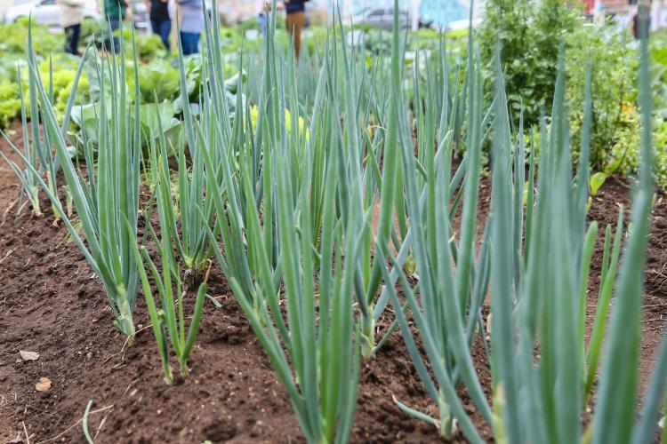 Produtores paranaenses ampliam área de plantio de salsinha e cebolinha