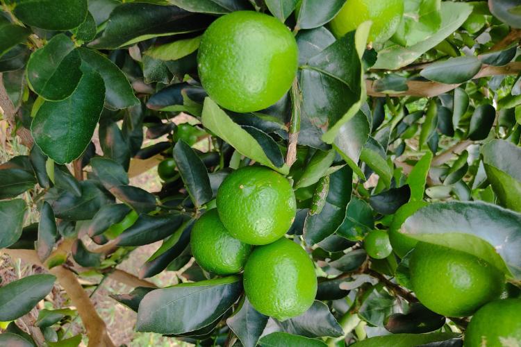 IDR-Paraná leva inovações na fruticultura para o Show Rural Coopavel 2025