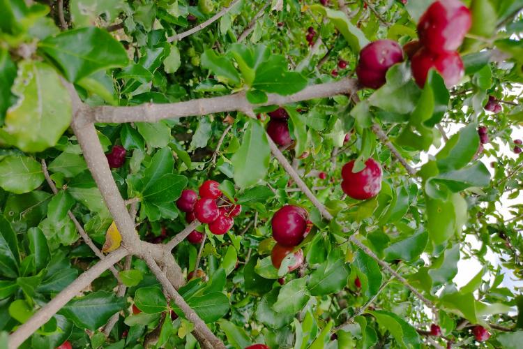 IDR-Paraná leva inovações na fruticultura para o Show Rural Coopavel 2025