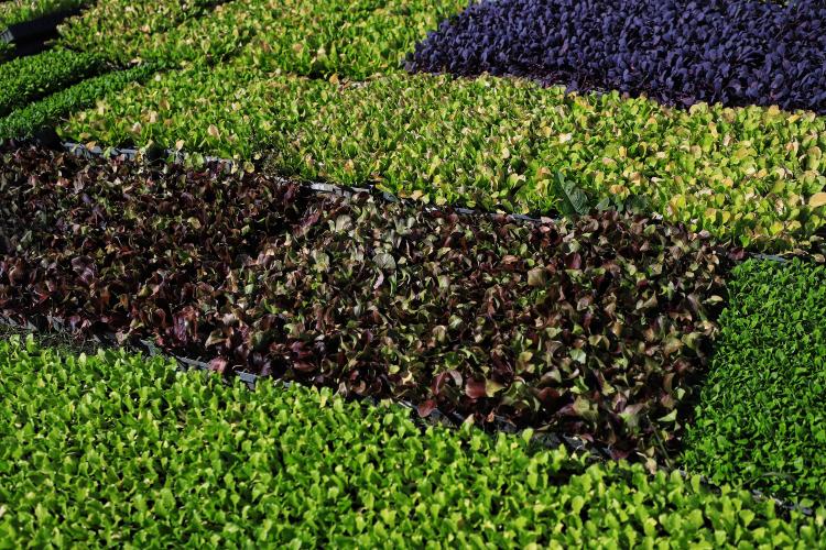 Projeto Renda Agricultor Familiar passa a atender 10 mil pessoas no Paraná