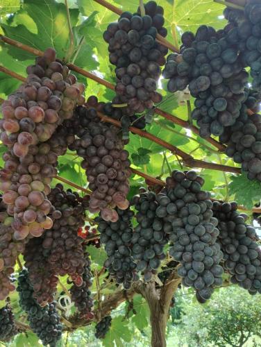 IDR-Paraná no Show Rual Coopavel 2025