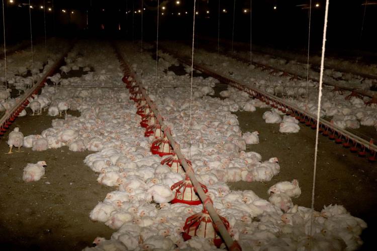 Decreto prorroga emergência zoossanitária para gripe aviária no Paraná