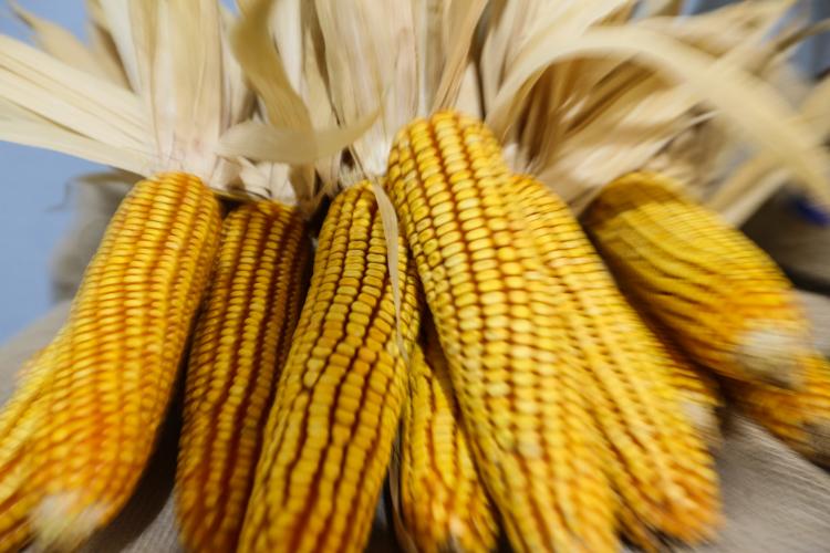 Milho: previsão de 1ª safra histórica e 2ª safra também promete ser das melhores