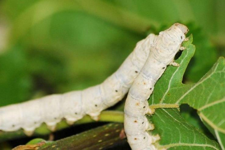 Com viajem para França, concurso Seda Paraná entra na última semana de inscrições