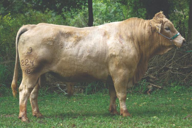 Purunã: gado paranaense é destaque no Show Rural