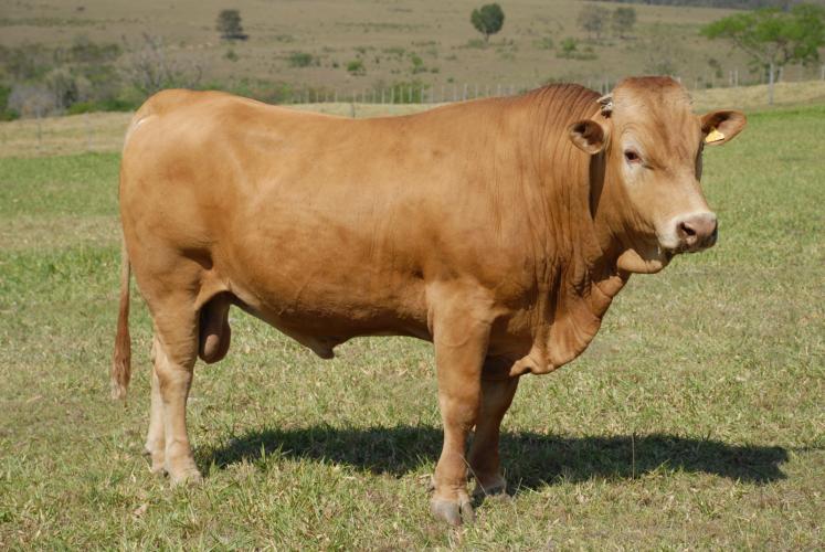 Purunã: gado paranaense é destaque no Show Rural