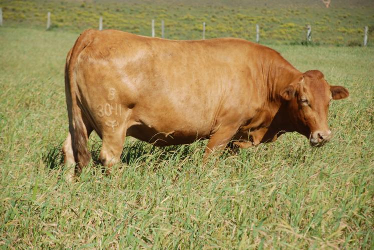 Purunã: gado paranaense é destaque no Show Rural