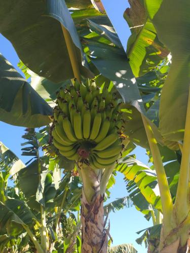 Boletim do Deral aborda impactos das chuvas na banana e as boas perspectivas para a tilápia