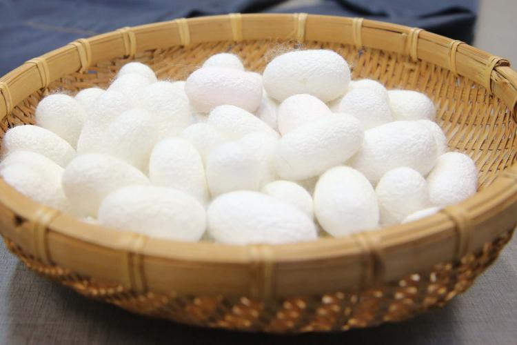 229 sericicultoras tiveram inscrições aprovadas no concurso Seda Paraná