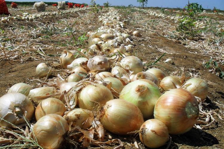 Paraná amplia produção de cebolas em 44% e safra será a melhor dos últimos 10 anos
