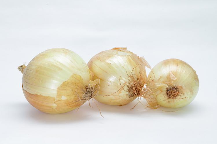 Paraná amplia produção de cebolas em 44% e safra será a melhor dos últimos 10 anos