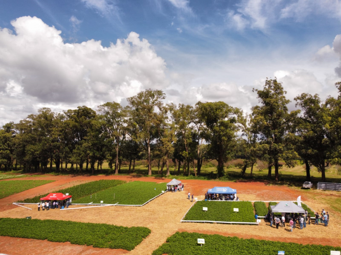 IDR-Paraná realiza 25º edição do Dia de Campo Centro Sul Feijão e Milho