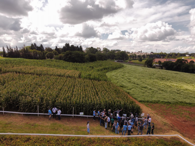 IDR-Paraná realiza 25º edição do Dia de Campo Centro Sul Feijão e Milho