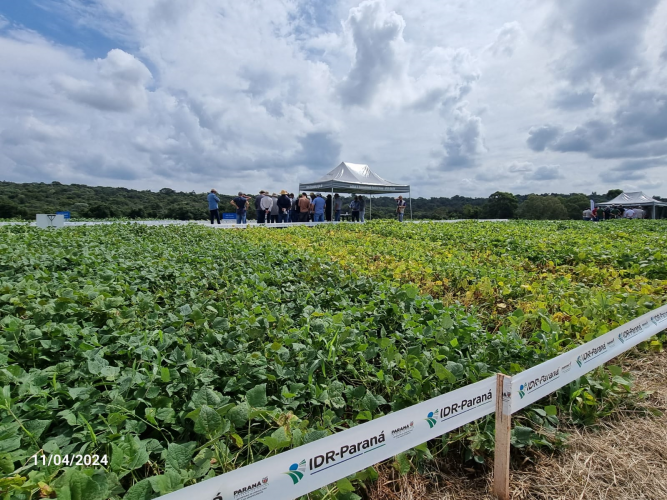 IDR-Paraná realiza 25º edição do Dia de Campo Centro Sul Feijão e Milho